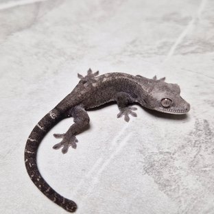 Luwak Het Axanthic