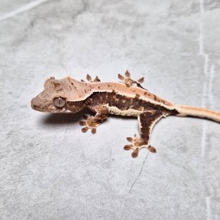 Lilly Het Axanthic