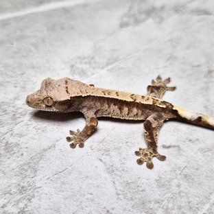 Cappuccino Het Axanthic
