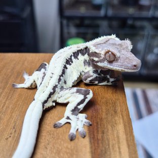 Frappuccino Het Axanthic