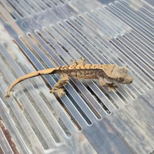 만월-4