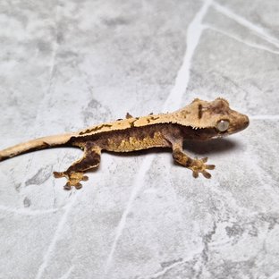 Het Axanthic