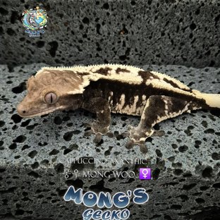 몽우