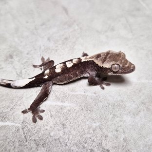 Cappuccino Axanthic