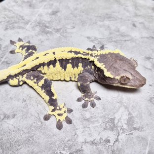 Frappuccino Axanthic Lilly Axanthic