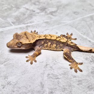 Het Axanthic