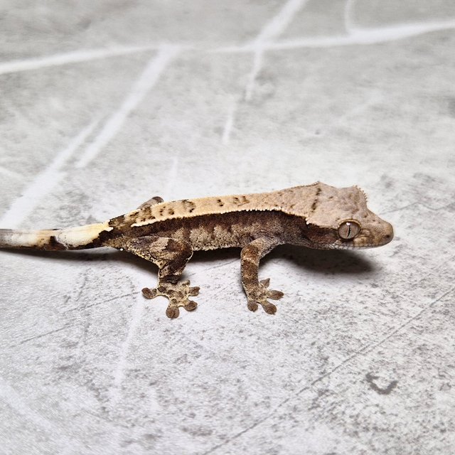 Cappuccino Het Axanthic