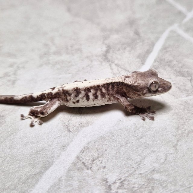 Luwak LW Het Axanthic Lilly Het Axanthic