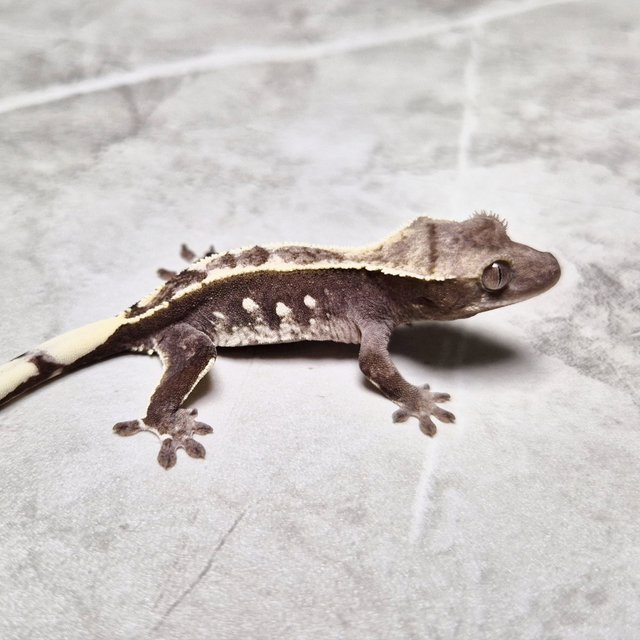 Axanthic