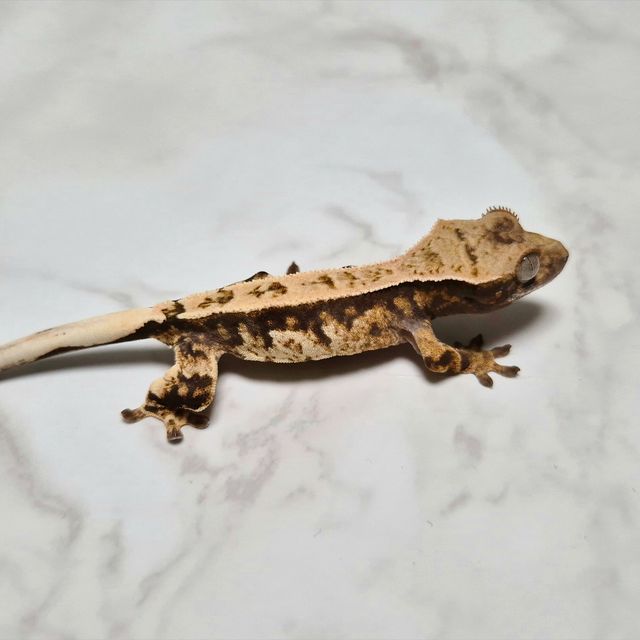 Cappuccino Het Axanthic