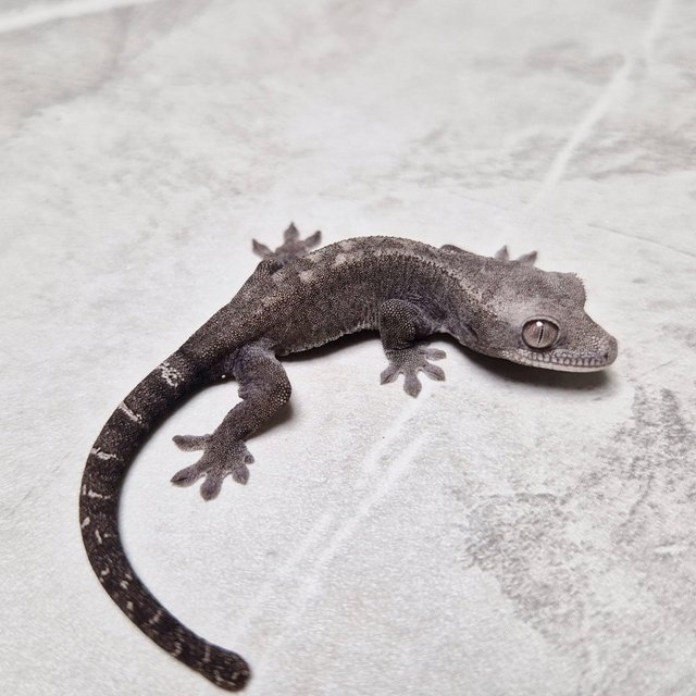 Luwak Het Axanthic