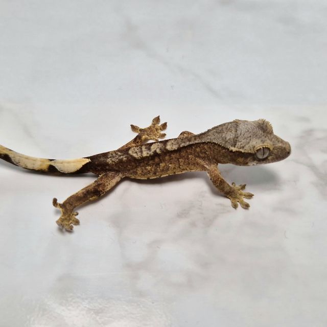 Het Axanthic