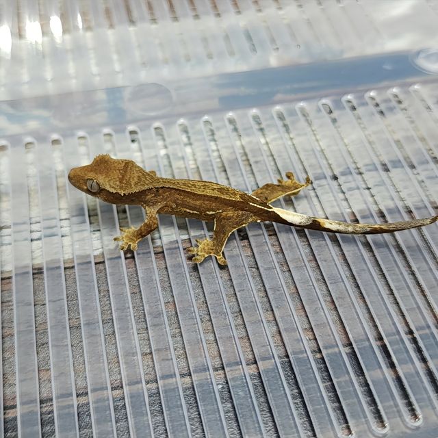 Phantom Het Axanthic