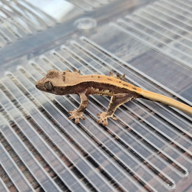 Lilly Het Axanthic