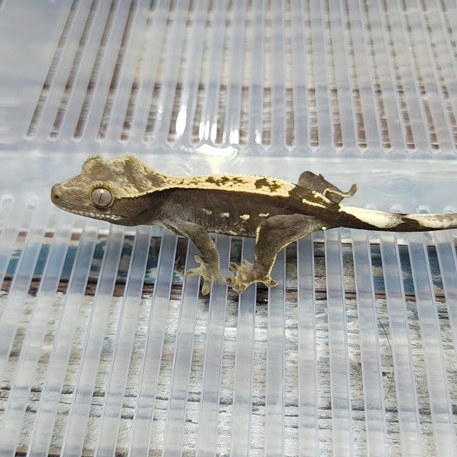 Pinstripe Het Axanthic