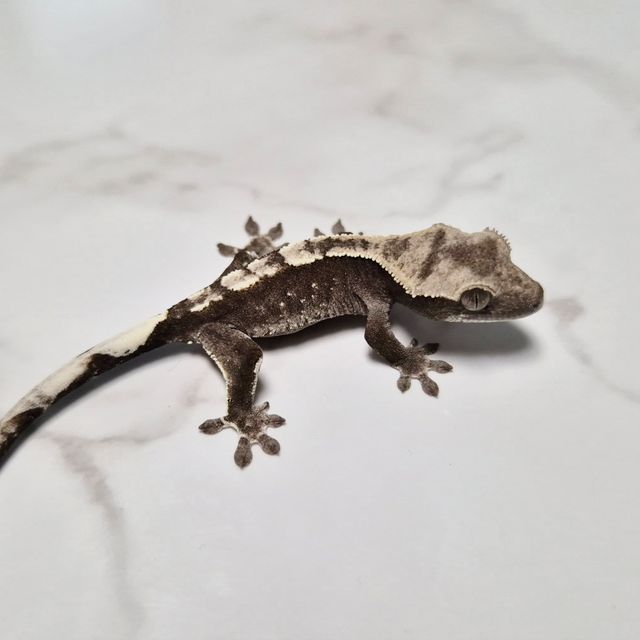 Axanthic