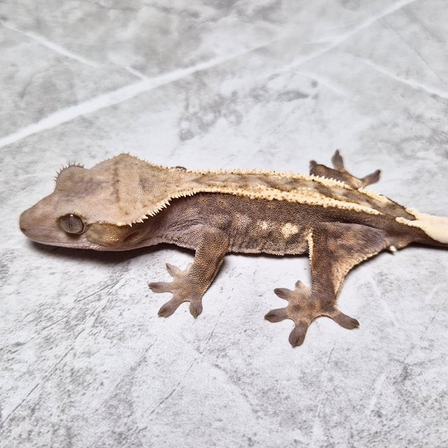 Sable Het Axanthic