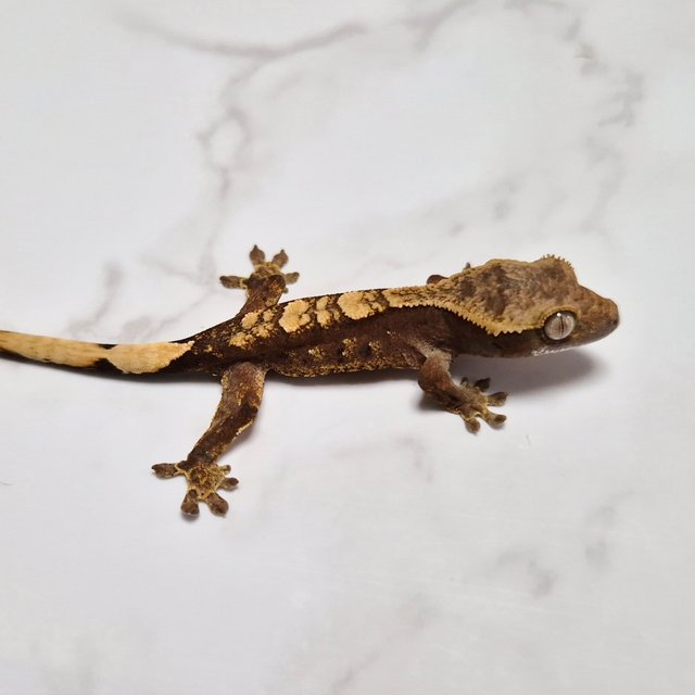 Het Axanthic