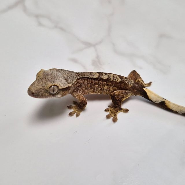 Het Axanthic