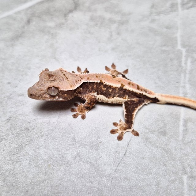 Lilly Het Axanthic
