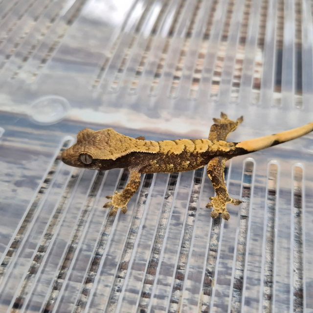 Het Axanthic
