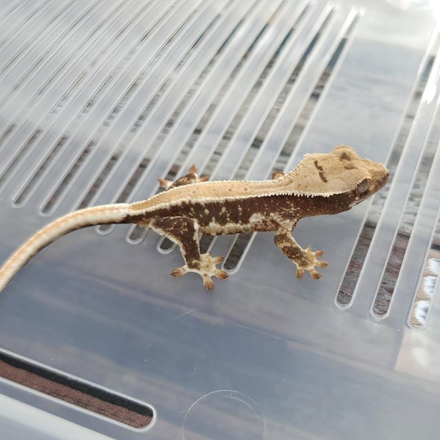 Lilly Het Axanthic