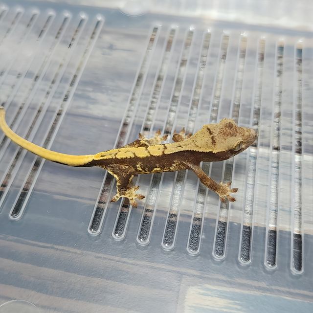 Lilly Het Axanthic
