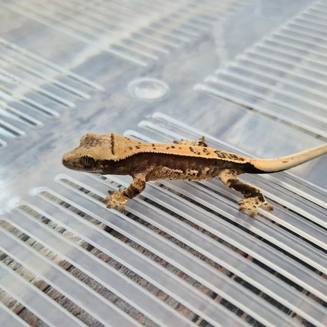 Het Axanthic