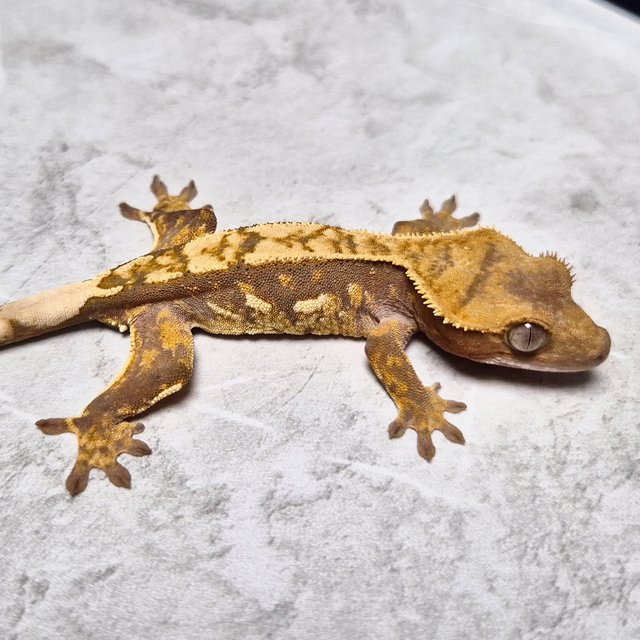 Het Axanthic