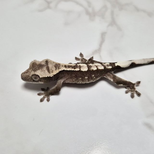 Axanthic