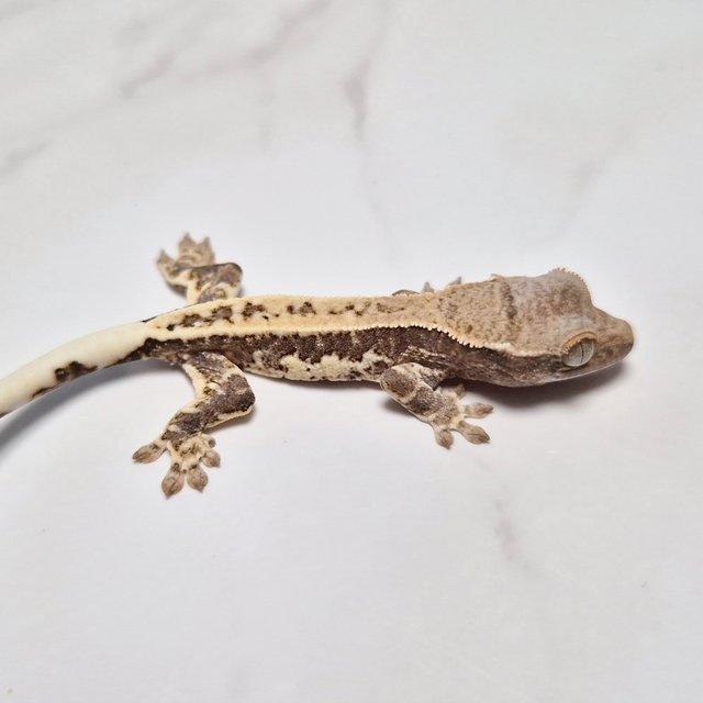 Lilly Het Axanthic Het Axanthic Frappuccino