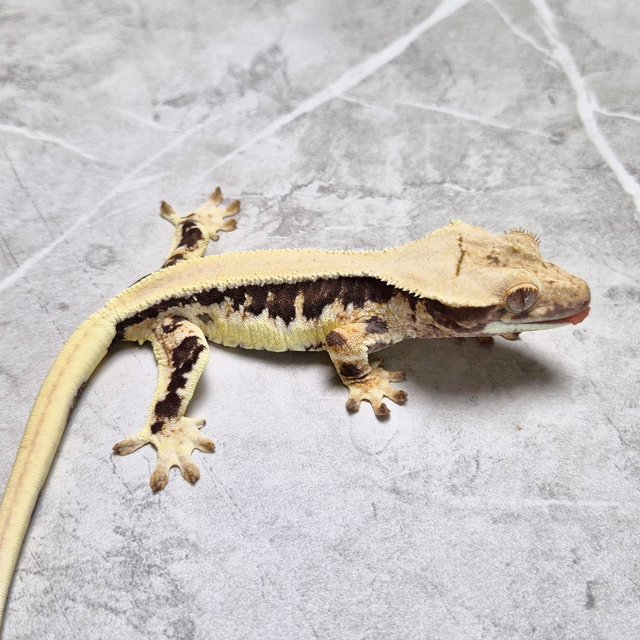 Lilly Het Axanthic