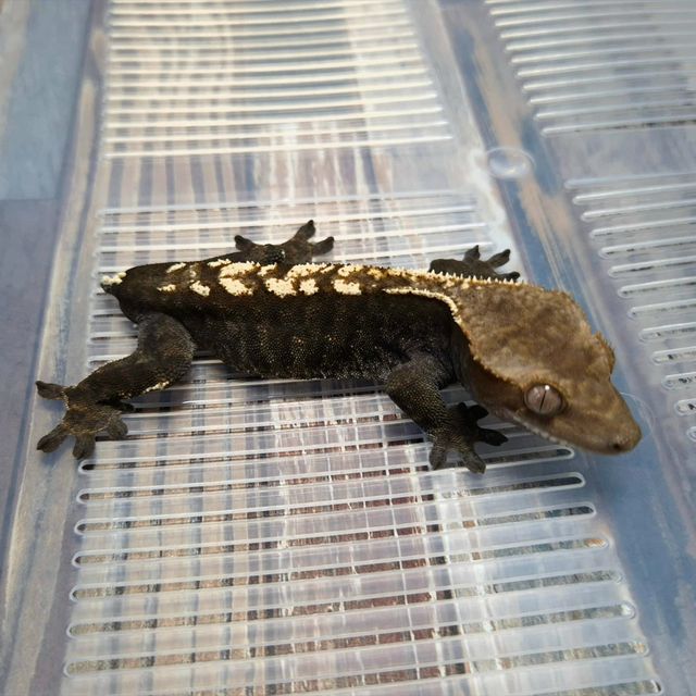Cappuccino Het Axanthic