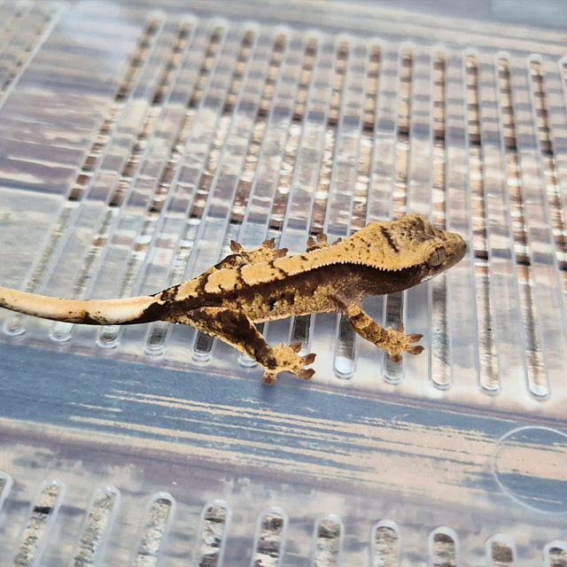 Het Axanthic