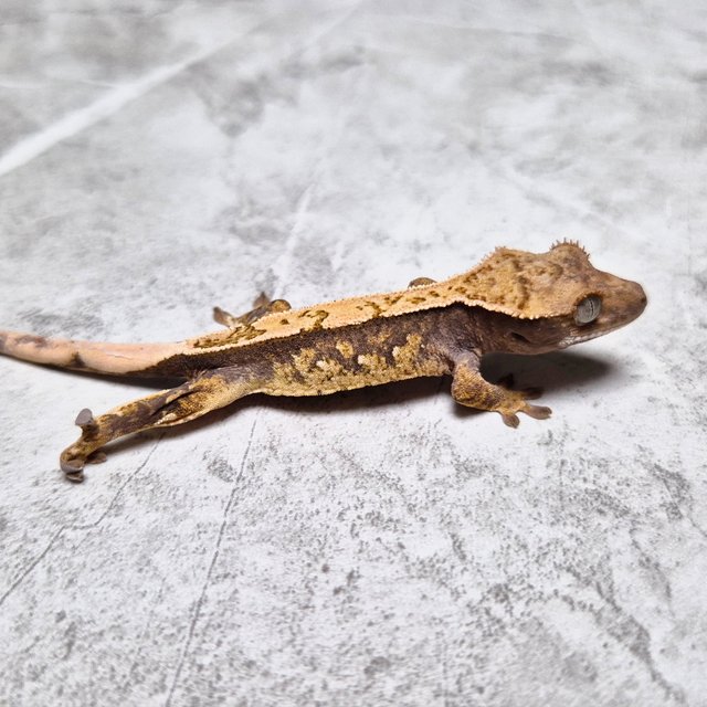 Het Axanthic