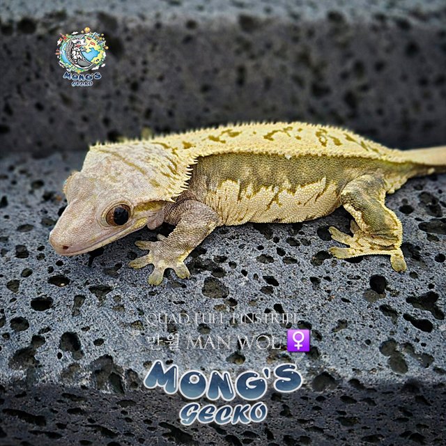 Quad Pinstripe
