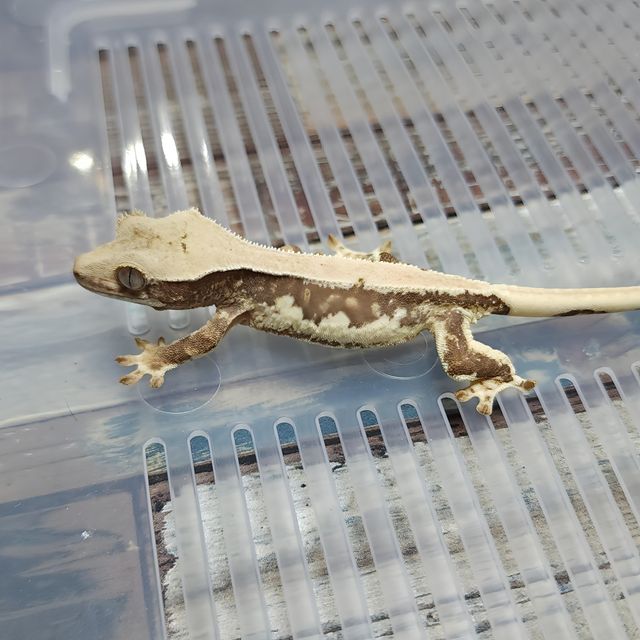 Lilly Het Axanthic