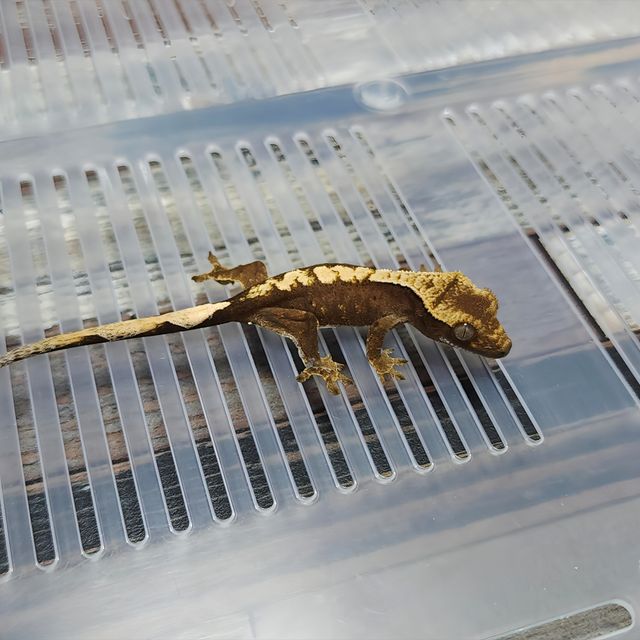 Het Axanthic