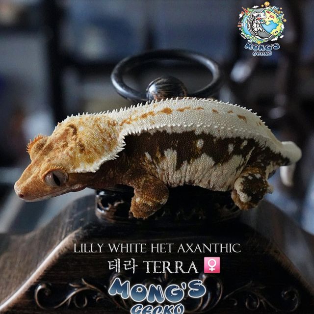 Lilly Het Axanthic