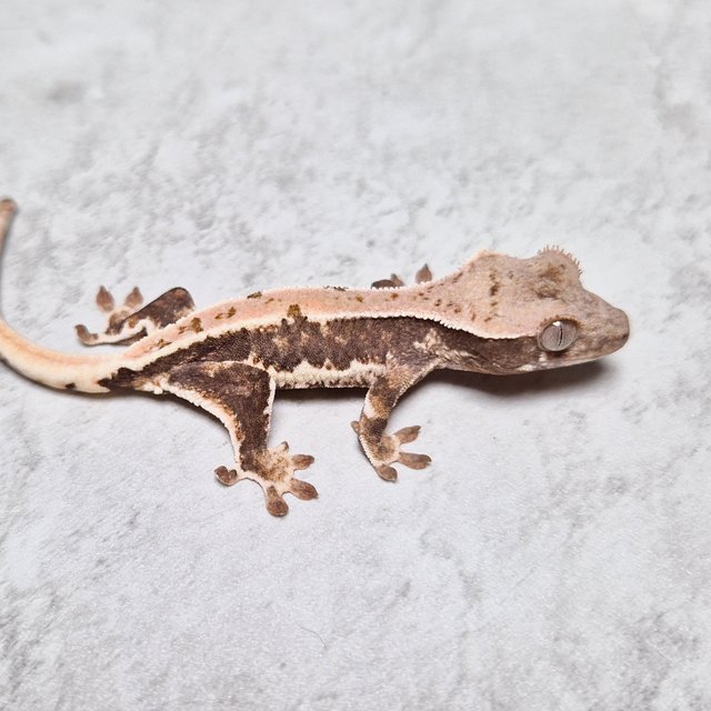 Lilly Het Axanthic