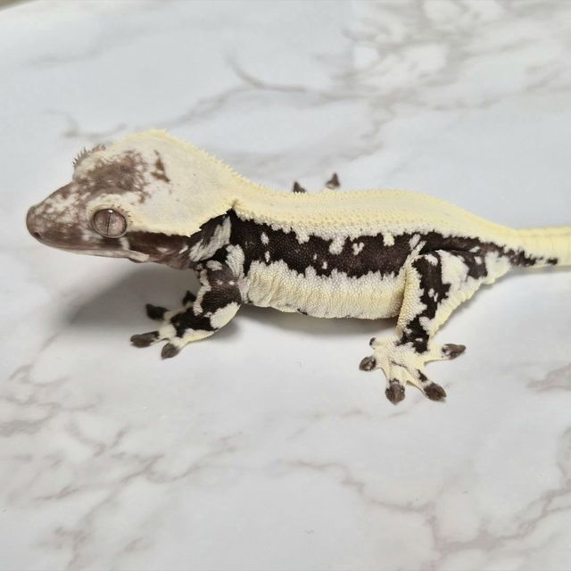 Frappuccino Axanthic