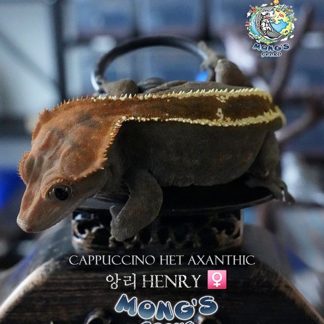 Cappuccino Het Axanthic