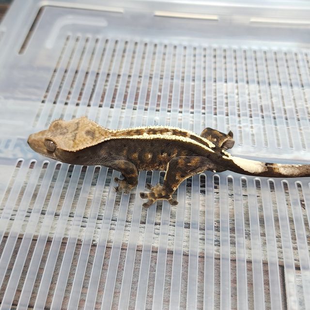 Cappuccino Het Axanthic