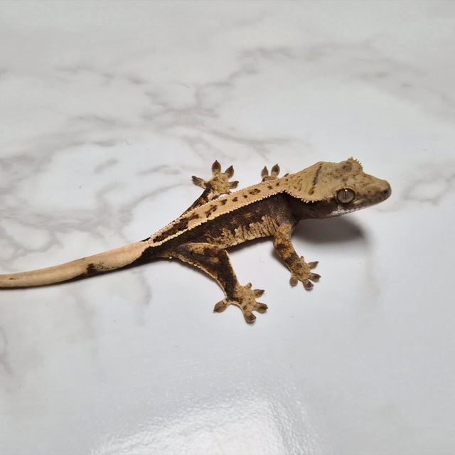 Het Axanthic