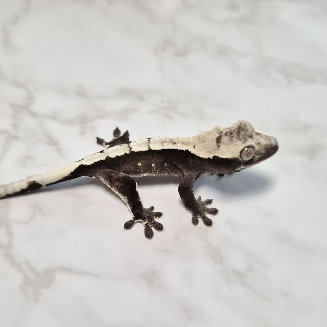 Axanthic