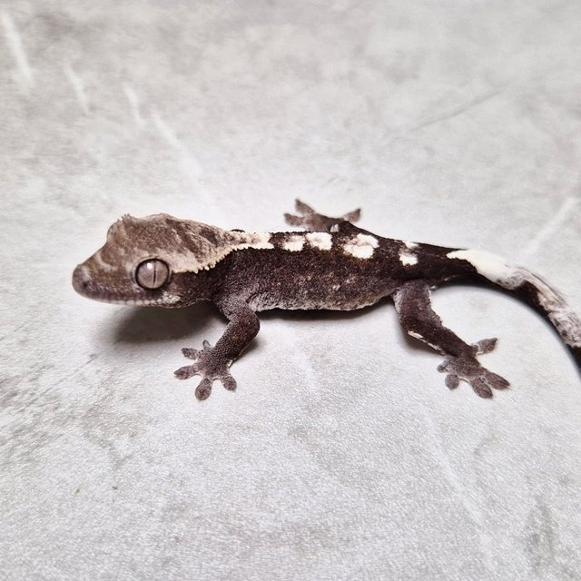 Axanthic Cappuccino