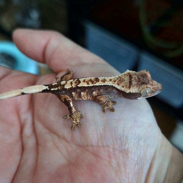 Het Axanthic