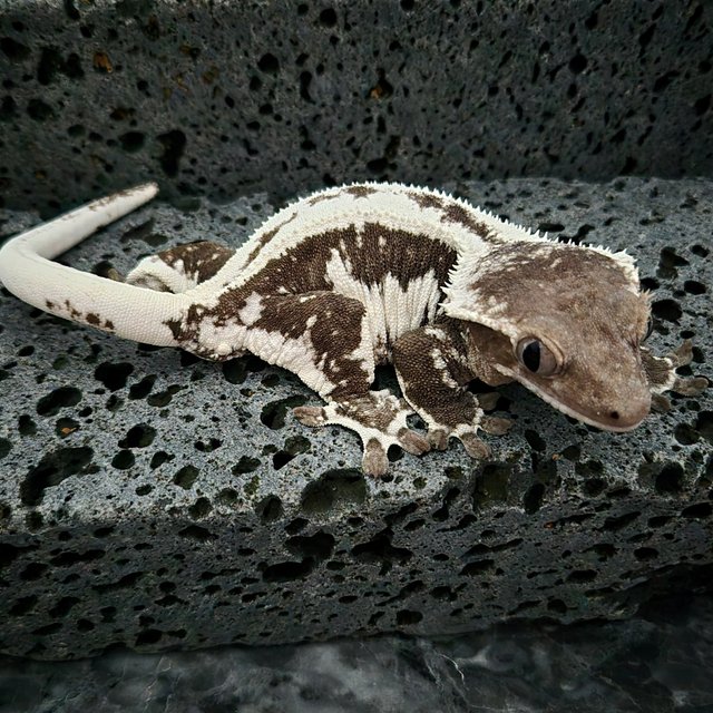 White Crown White Lilly Axanthic