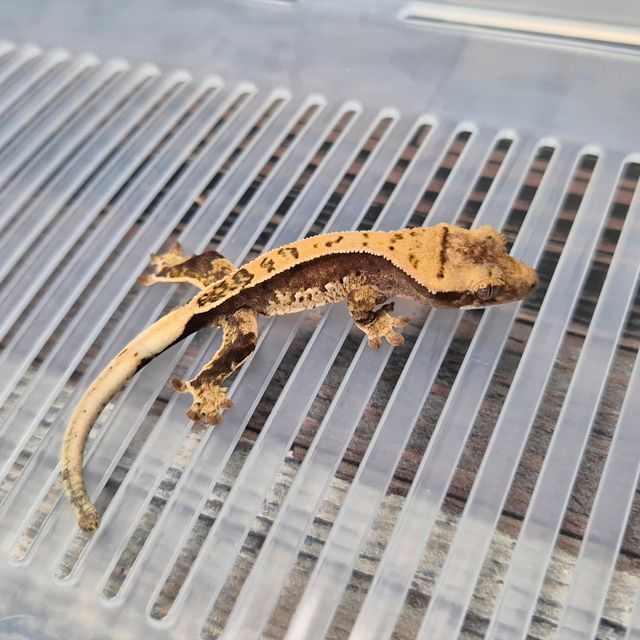 Het Axanthic
