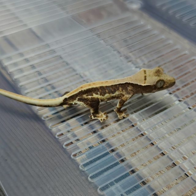 Lilly Het Axanthic